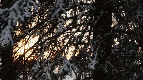 Sun Setting Behind Tree Branches Stock Footage 239508230