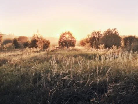 Sun setting behind tree in field Stock Photos