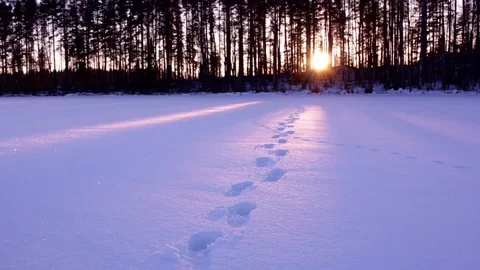 Sun setting behind trees Stock Footage 72574578