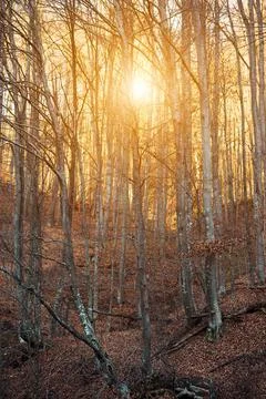 Sun setting behind trees in a forest Stock Photos