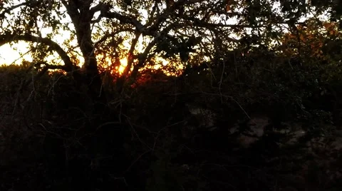 Sun setting behind the trees on a mountain top Video stock 45674659