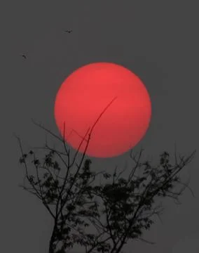 Sun setting behind trees Stock Photos
