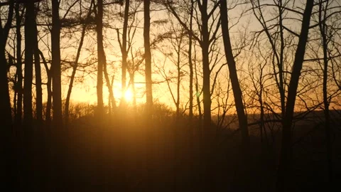 The sun is setting behind the trees in the woods Stock Footage 236852611