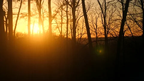 The sun is setting behind the trees in the woods Stock Footage 236852620