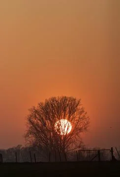 Sun setting behind a willow in Flanders, Belgium. Stock Photos