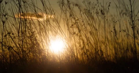 Sun is setting below the horizon. Dry autumn grass barely sways.Beautiful sunset Stock Footage 263820532