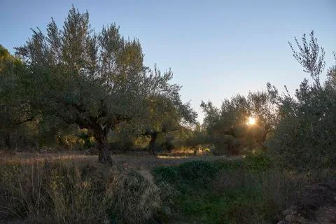 Sun setting between olive groves Stock Photos