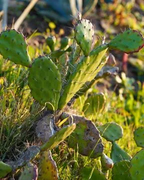 The sun setting on the cactus Stock Photos