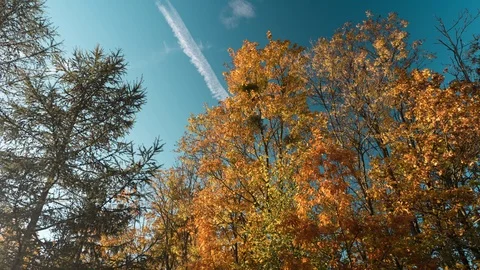 Sun setting on a fall or autumn colorful trees in a forest time lapse. Stock Footage 118767831