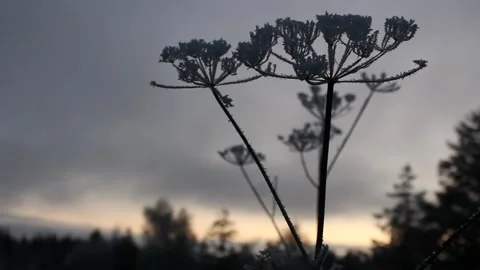 Sun setting on frozen winter plants Stock Footage 225691149