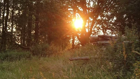 Sun setting inside a rural wood Stock-Footage 72562732