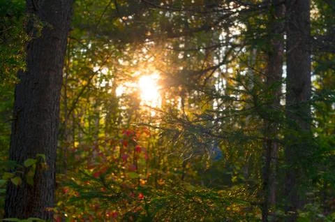 The sun is setting, letting a sunbeam through the autumn trees of the lush fo Stock-Fotos