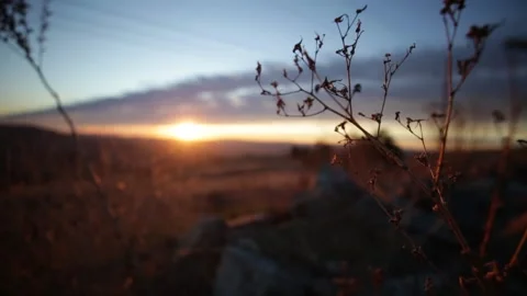 The Sun Setting in the MOUNTAINS as Shrubbery Blows in the Wind, (HD 24p) Stock Footage 154208633