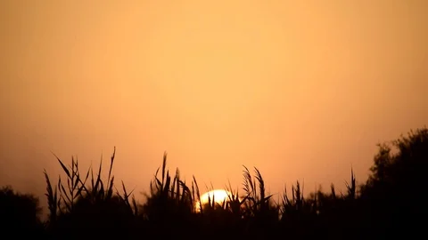 Sun setting over cane field Vídeos de archivo 113789724