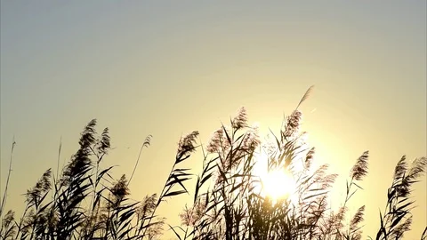 Sun setting over cane field in Spain. Canes silhouettes at sunset. Copy space. Vídeos de archivo 118722874