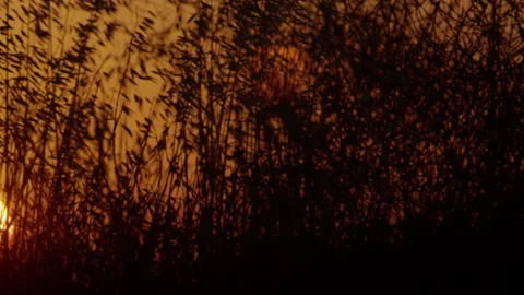 Sun Setting Over Cane Field In Spain. Canes Silhouettes At Sunset Stock Footage 231797876