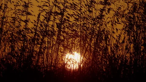 Sun Setting Over Cane Field In Spain. Canes Silhouettes At Sunset Stock Footage 231797888