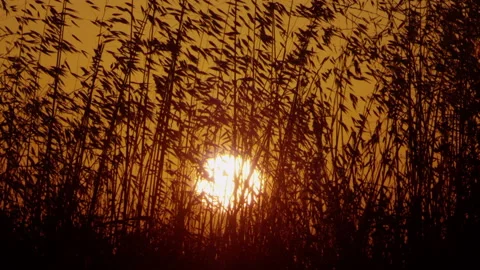 Sun Setting Over Cane Field In Spain. Canes Silhouettes At Sunset Stock Footage 231797925