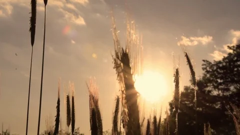 Sun setting over cornfield Stock Footage 76046017