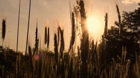 Sun setting over cornfield Stock Footage 76046167