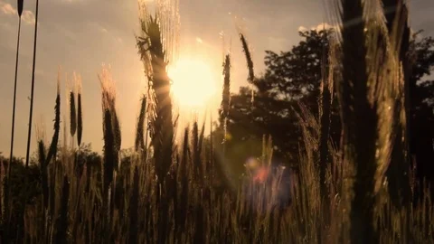 Sun setting over cornfield Stock Footage 76046212