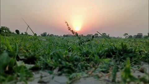 Sun Setting Over Expansive Green Pasture Field Vídeo Stock 337598377
