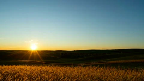 Sun setting over golden fields. Stock Footage 168820934