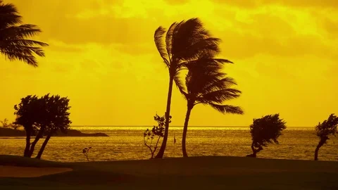 Sun Setting Over a Golf Course Green with Palm Trees Stock Footage 75168053