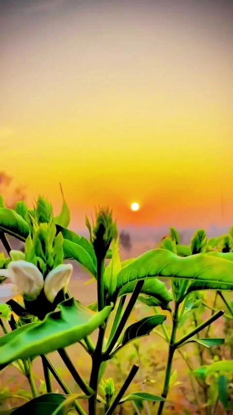 Sun setting over lush green plants and white flowers in a beautiful outdoor.. Video stock 320443615