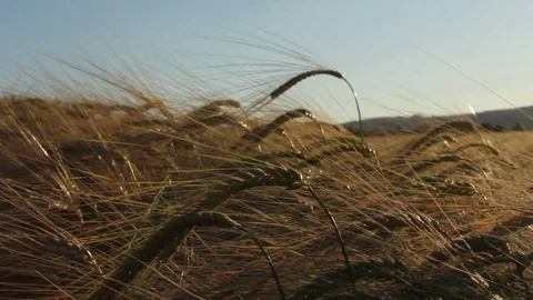 Sun setting over pretty wheat maize field Stock Footage 74580277
