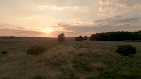Sun setting over tree in open grass field Stock Footage 293158845