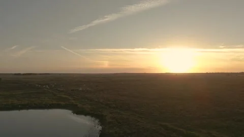 Sun setting over vast plain with lake and cattle Video stock 293158894