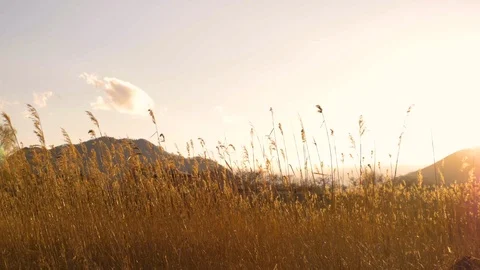 Sun setting over a wild meadow in Japan Stock Footage 113315618