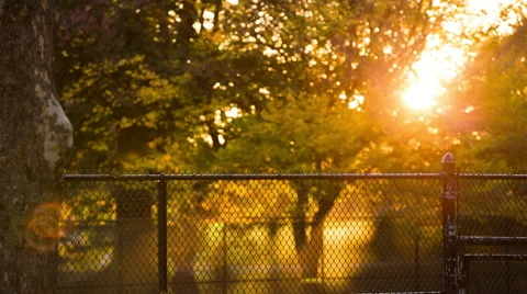 Sun Setting in Park Stock Footage 56753309