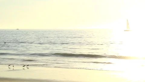 Sun setting with Sailing Yaght and sea birds Stock Footage 82594928