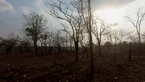 The sun setting in a scenic area in Panna national park Stock Footage 311575879