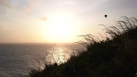 Sun setting into the sea on evening. Beautiful golden sunset through the grass Stock Footage 247508223