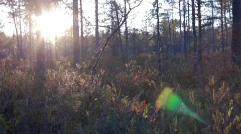 Sun setting at swamp with insects flying Stock Footage 55106567