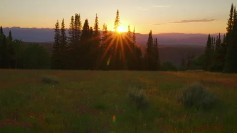 Sun Setting Through Evergreen Trees Above Violet Wildflower Meadow Time Lapse Video stock 347732574