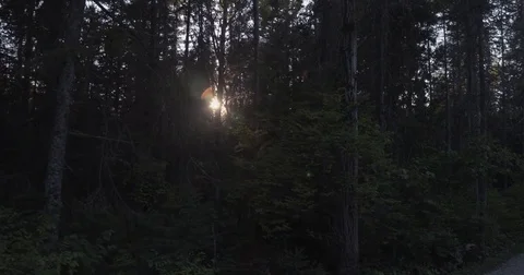 Sun Setting Through a Heavy Forest Late on a Summer Day Stock Footage 83471502