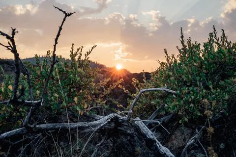 Sun setting through the limbs of a dessert bush with a cloudy sky on the Stock Photos