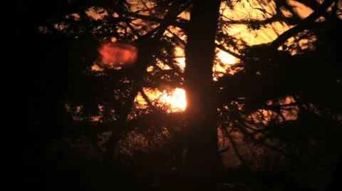 Sun setting through trees Stock Footage 8983496