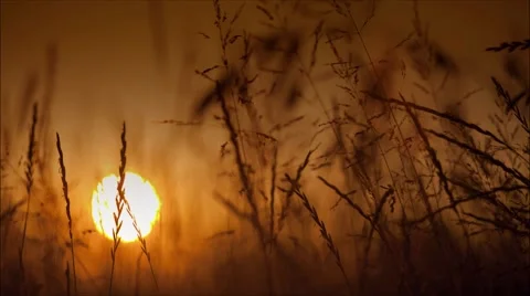 Sun Setting view from grassy field  Stock Footage 61612189