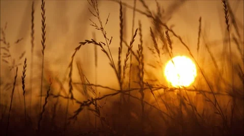 Sun Setting view from grassy field  Stock Footage 61612193