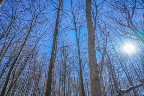 The sun setting in the winter forest (Shumi Forest) Stock Photos