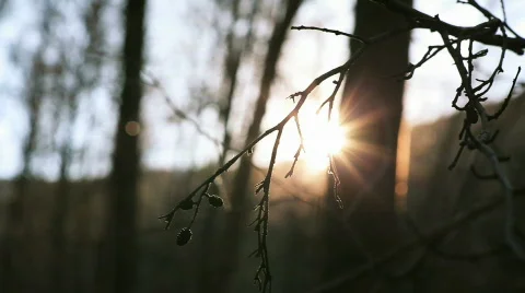 Sun setting woods Stock Footage 821866