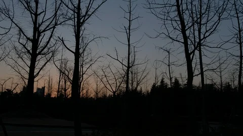 The sun settle down leave the silhouette of the trees Vídeos de archivo 91606920