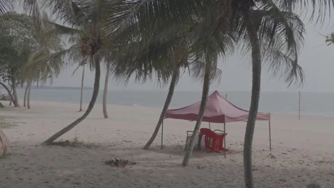 A sun shelter is set up under the coconut trees on the beach. Stock Footage 344093899