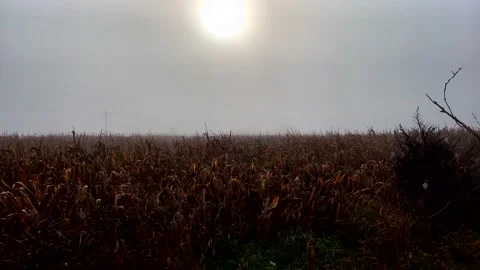 Sun shield over misty field .Spooky landscape Stock Footage 220033816