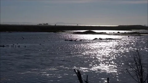 Sun shimmering off wetland 库存影片 72729680